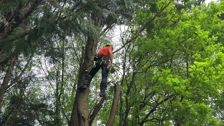 Professional Tree Removal and Landscaping Services in Wyldwood, TX